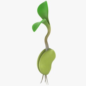 3D model growing seed 02
