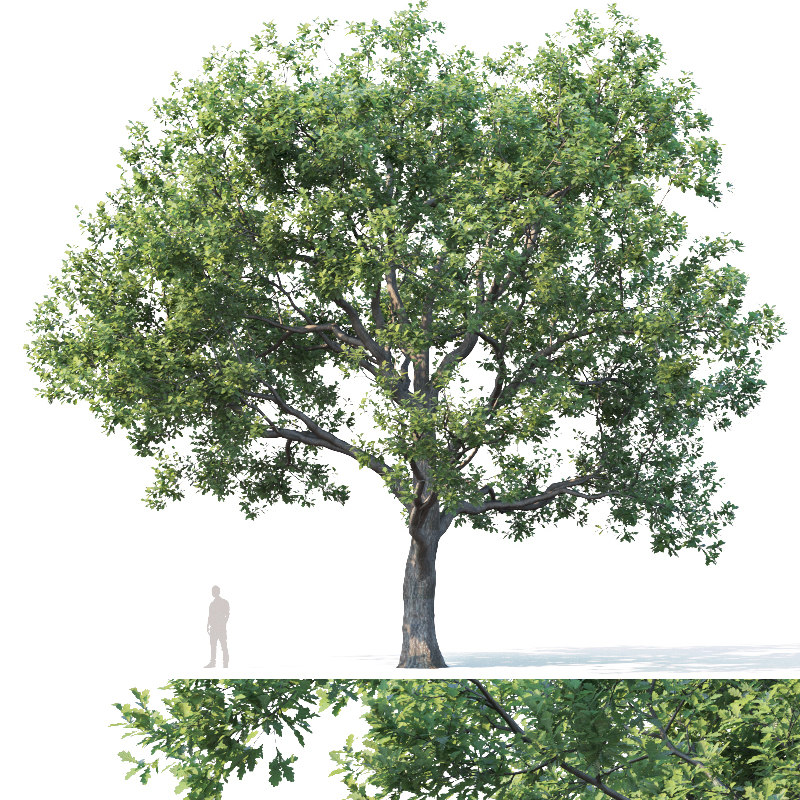 Oak trees 3D model - TurboSquid 1652122