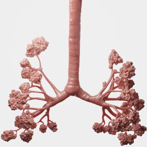 human bronchi alveoli 3D model
