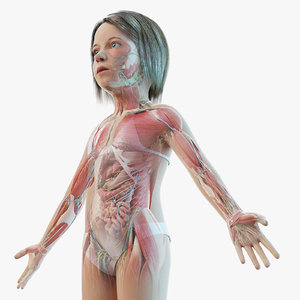 kid girl anatomy 3D model
