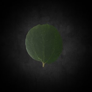 plant leaf 3D model