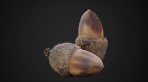 acorn photoscanned model