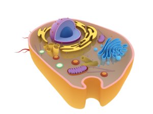 3D animal cells model