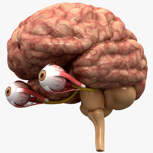 optic nerve brain 3D