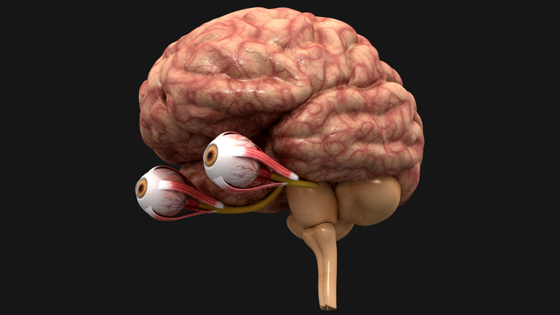 optic-nerve-brain-3d-turbosquid-1653311