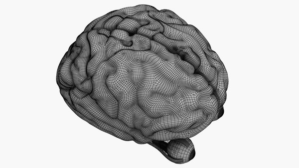 Optic nerve brain 3D - TurboSquid 1653311