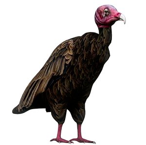 vulture bird rigged 3D