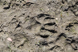 Mud Texture 0004
