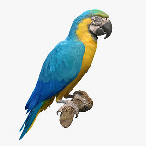 blue-and-yellow macaw parrot blue 3D model