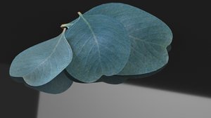 eucalyptus tree leaf plant 3D model