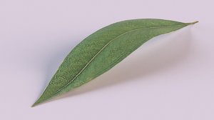 3D eucalyptus tree leaf