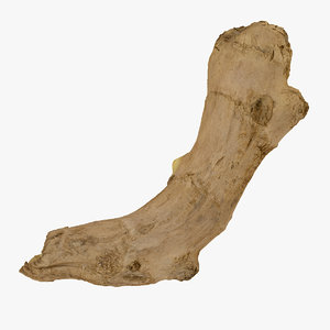 3D ginger root 01 raw
