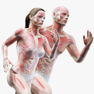 male female anatomy set 3D model
