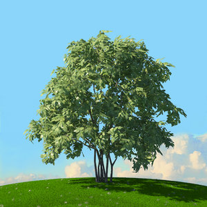 trees spring environment 3D model
