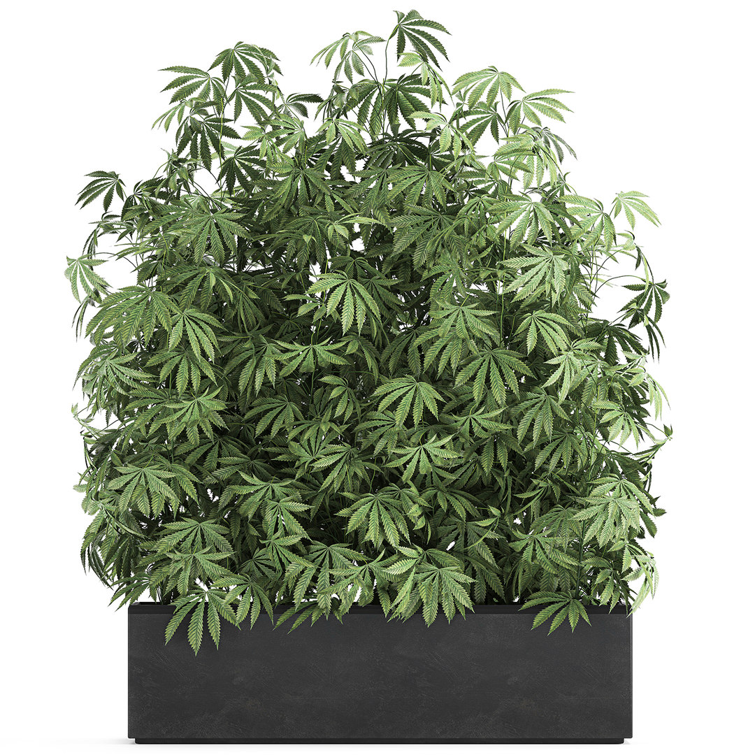 3D plant flowerpots cannabis TurboSquid 1655095