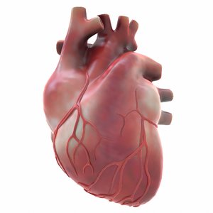 modeled human heart 3D model