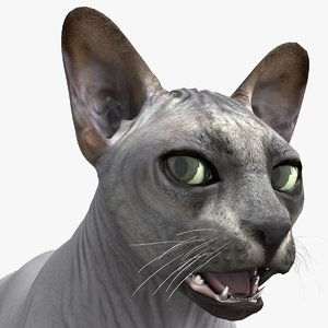 sphynx cat solid color 3D