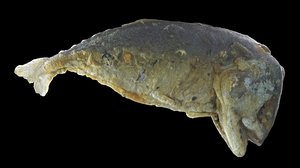scanned mackerel fried model
