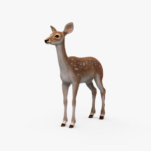 fawn deer 3D