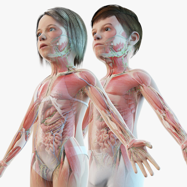 完全な女の子と男の子の子供の解剖学セット3dモデル Turbosquid