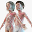 girl boy kids anatomy model