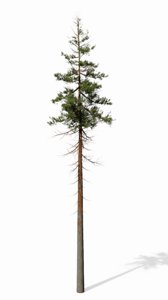 pine tree 3D
