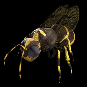 3D bee rigged model