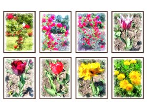 pictures flowers 3D model