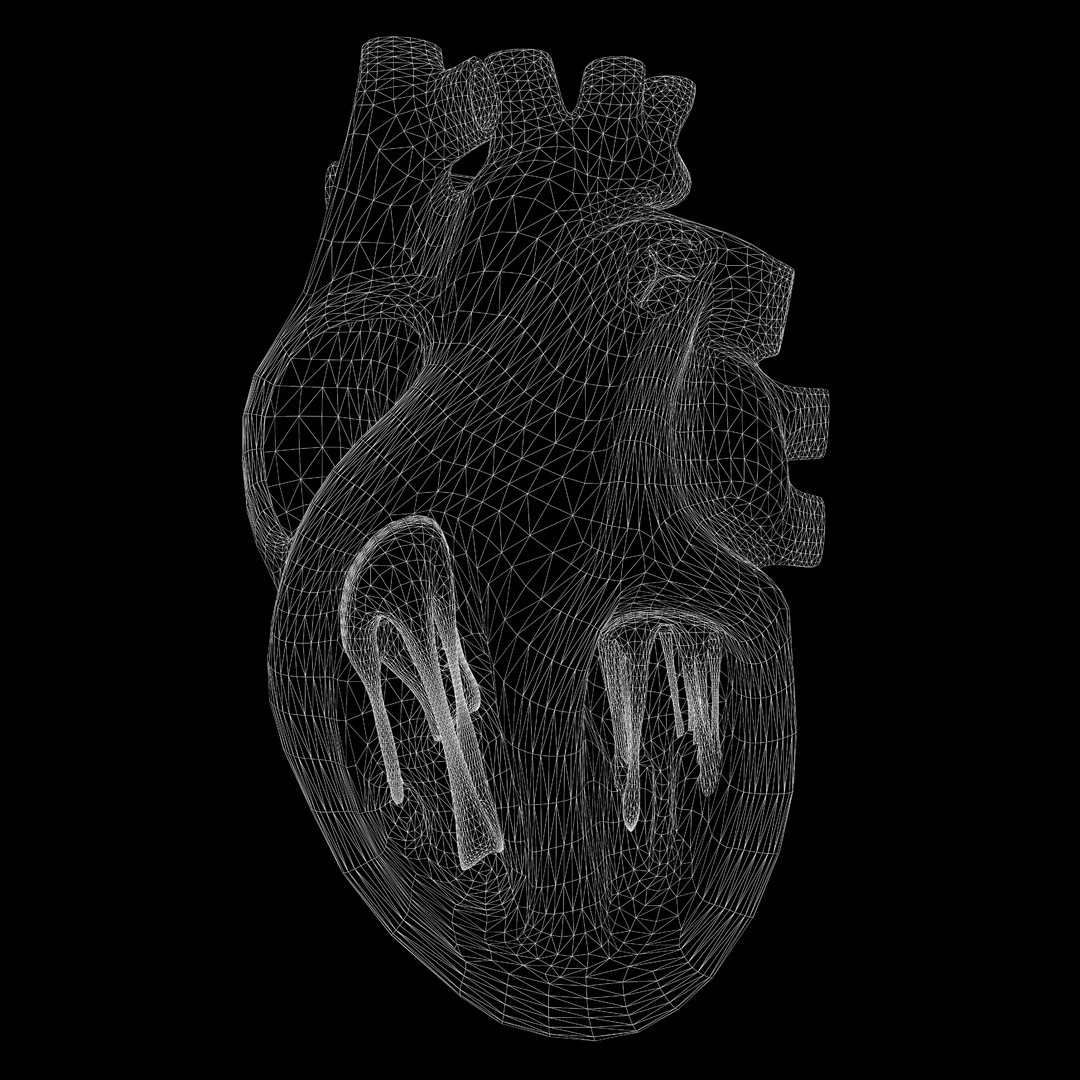 3d human heart drawing