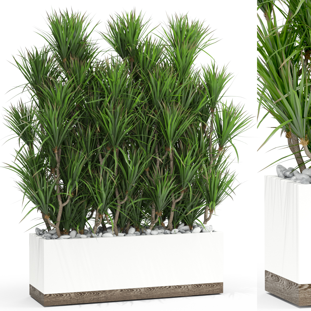 Dracaena flower plant model - TurboSquid 1657065