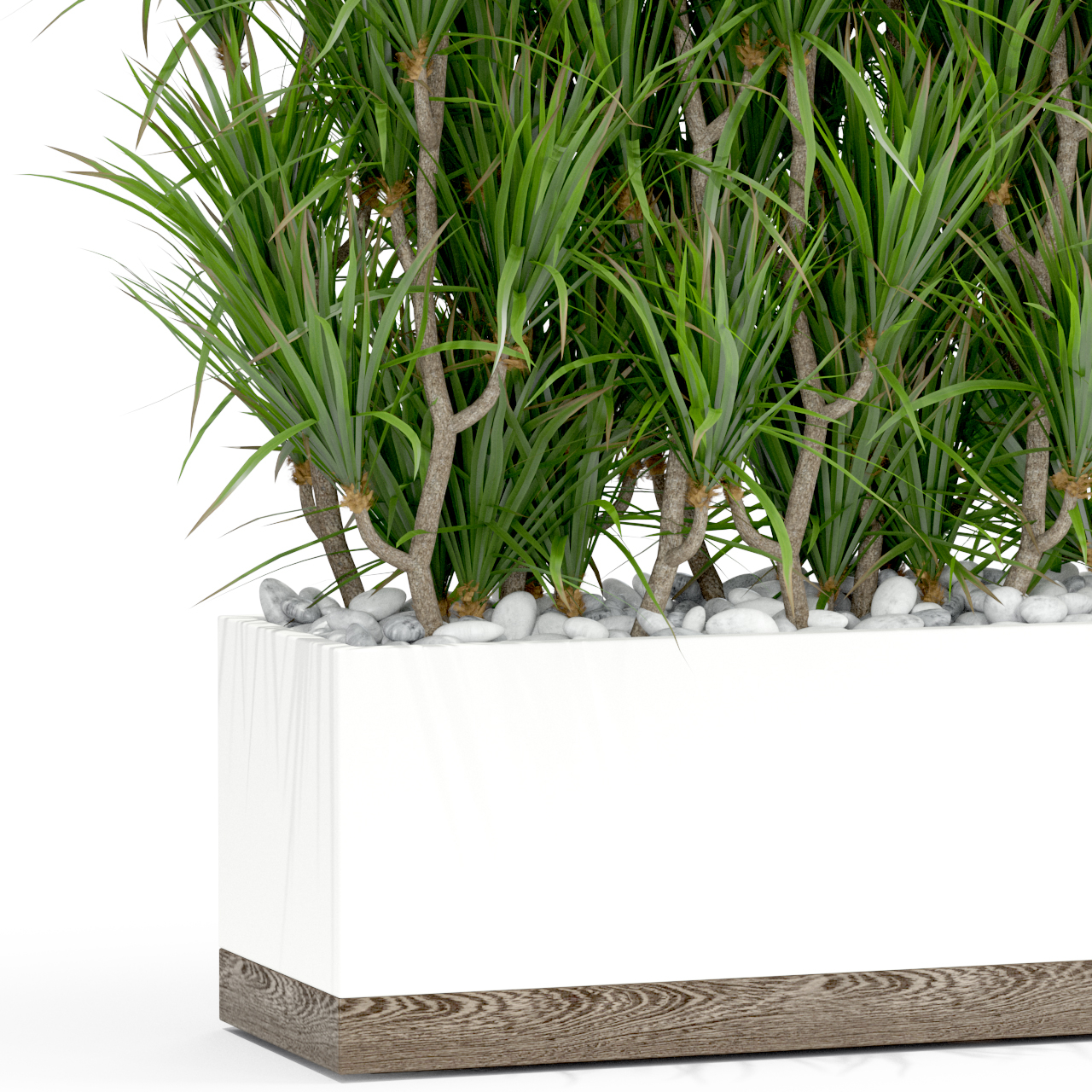Dracaena flower plant model - TurboSquid 1657065