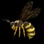 wasp bee rigged model