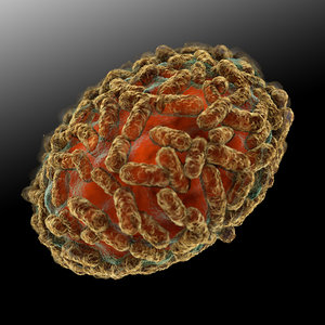 3D poxviridae smallpox