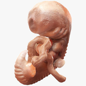 3D human embryo 4 weeks