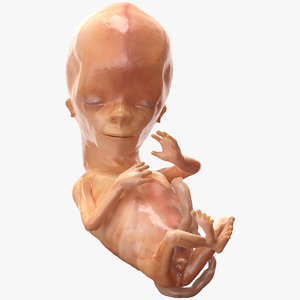 human fetus 12 weeks model