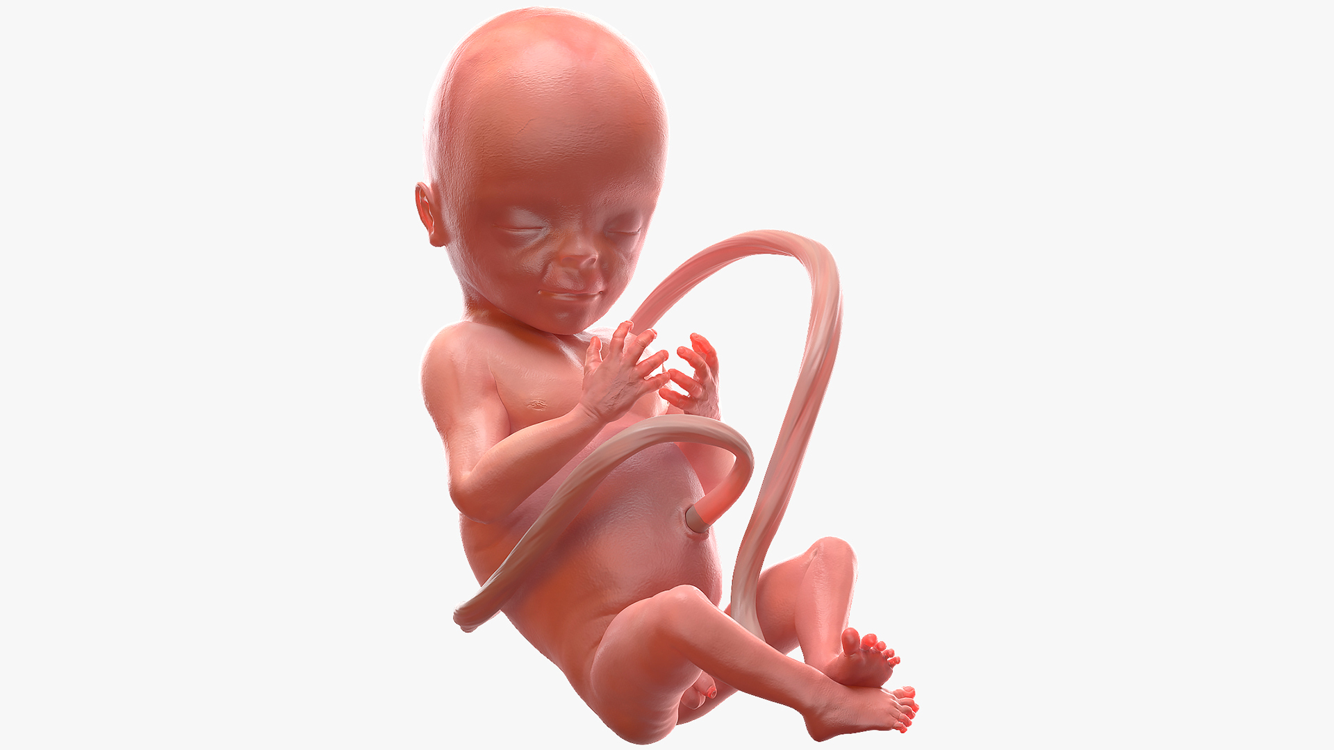 Turbosquid - 3D Human Fetus at 20 Weeks 2 HumanFetusat20Weeks3dmodel001.jpgEC5FE034 A8A5 41BF 9F78 04391A9D778DDefaultHQ