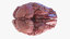 3D model brain cerebellum