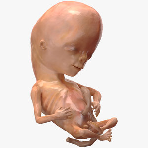 human fetus 12 weeks model