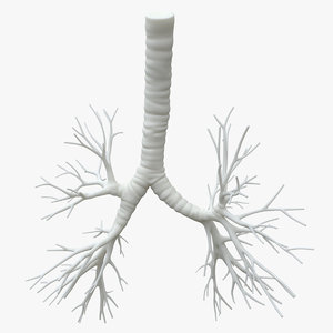 trachea bronchi model