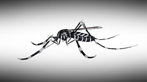 3D mosquito rigged model
