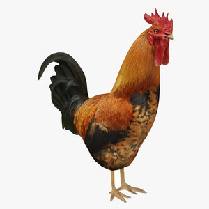 rooster realistic 3D model