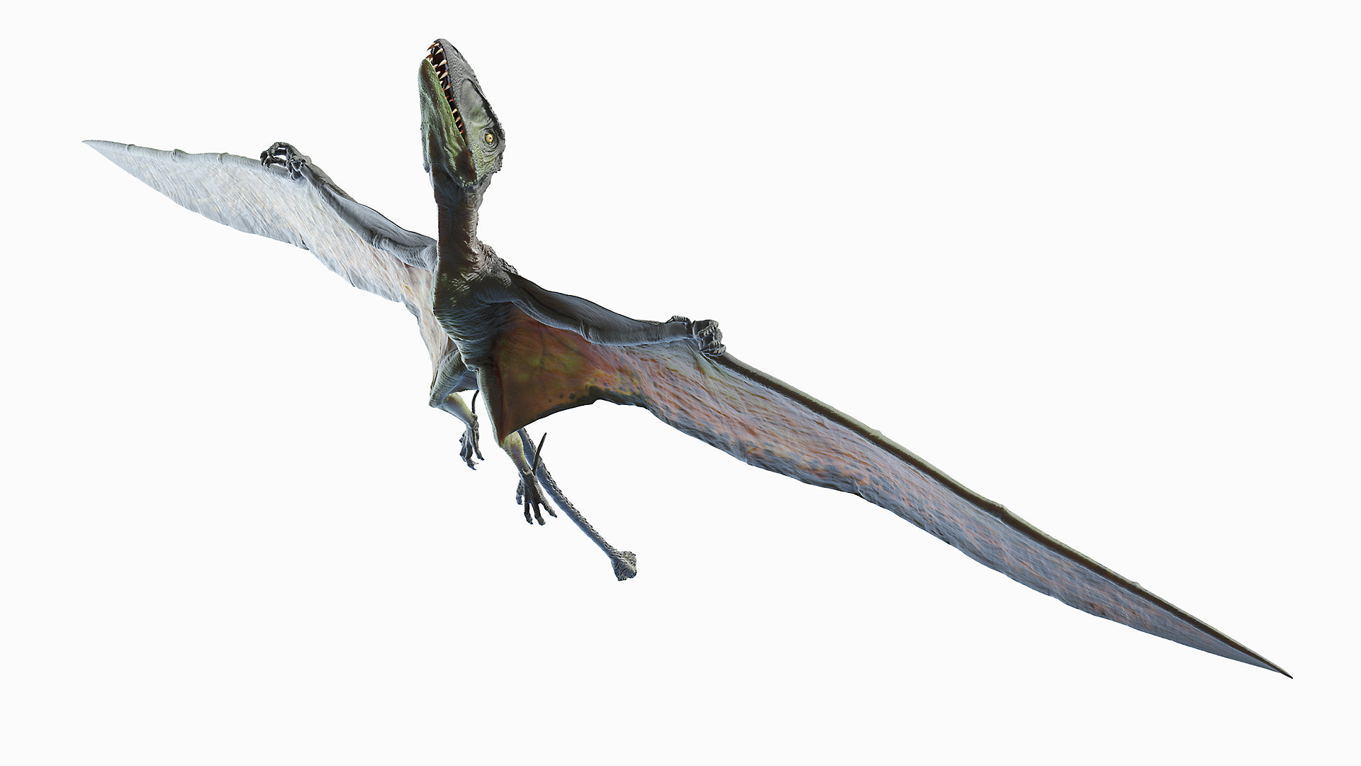 Dimorphodon 3D model - TurboSquid 1659026