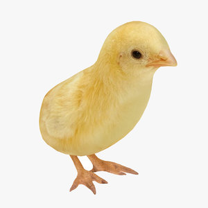 3D model chicken chick 2