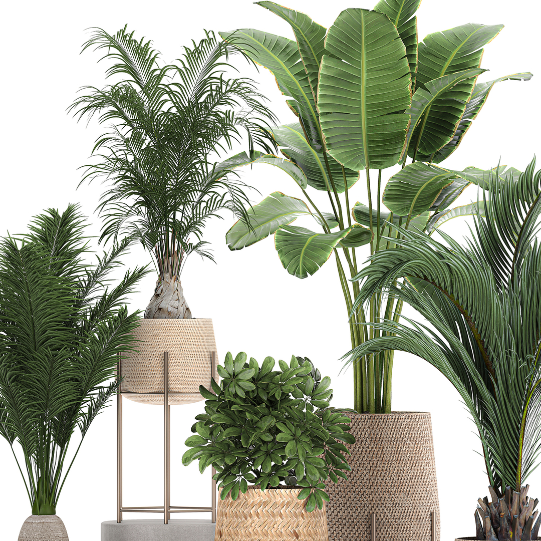 3D ornamental plants rattan basket model - TurboSquid 1659627