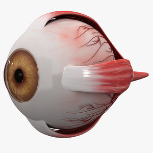 human eye ball lighting 3D model