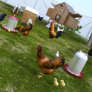 3D model chicken small farm