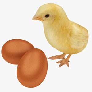 egg chick 3D