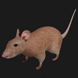 mouse rigged 3D