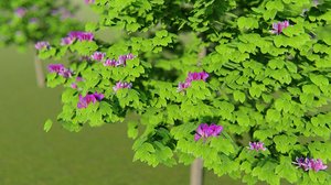 bauhinia purpurea 3D model