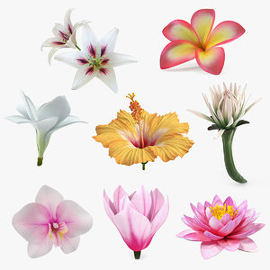 3D flowers 12 model